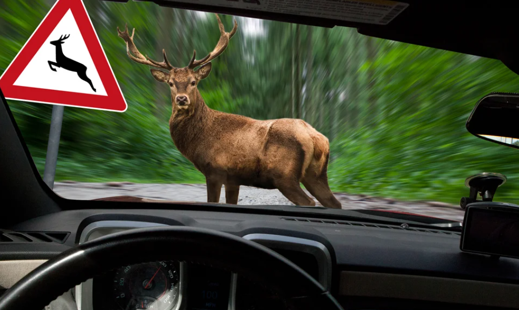 Animal Collisions Claim Guide screenshot 2025 10 03 095701